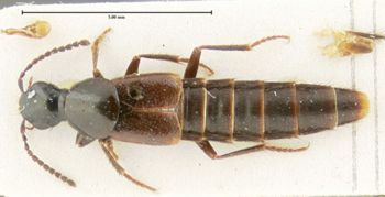 Media type: image;   Entomology 31926 Aspect: habitus dorsal view